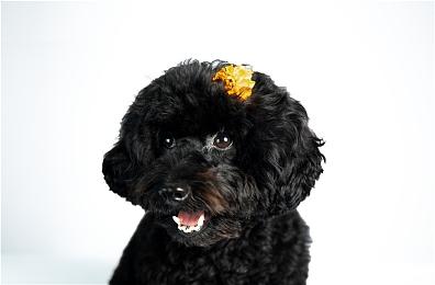 《房产达人》获得新DLC 可以让玩家经营餐厅